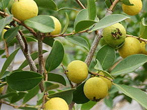 나무에 열려있는구아바 열매