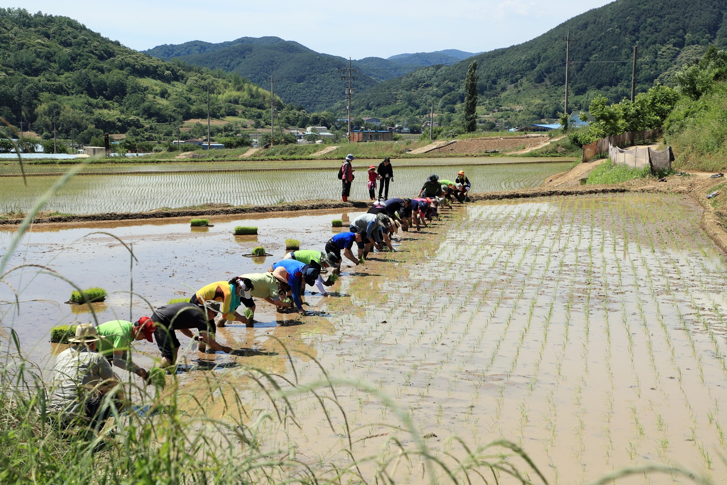 군정소식 > 의령소식 > 보도자료 > (사)경남생태귀농학교, 의령 궁류면에서 손모내기 체험 | 의령군청