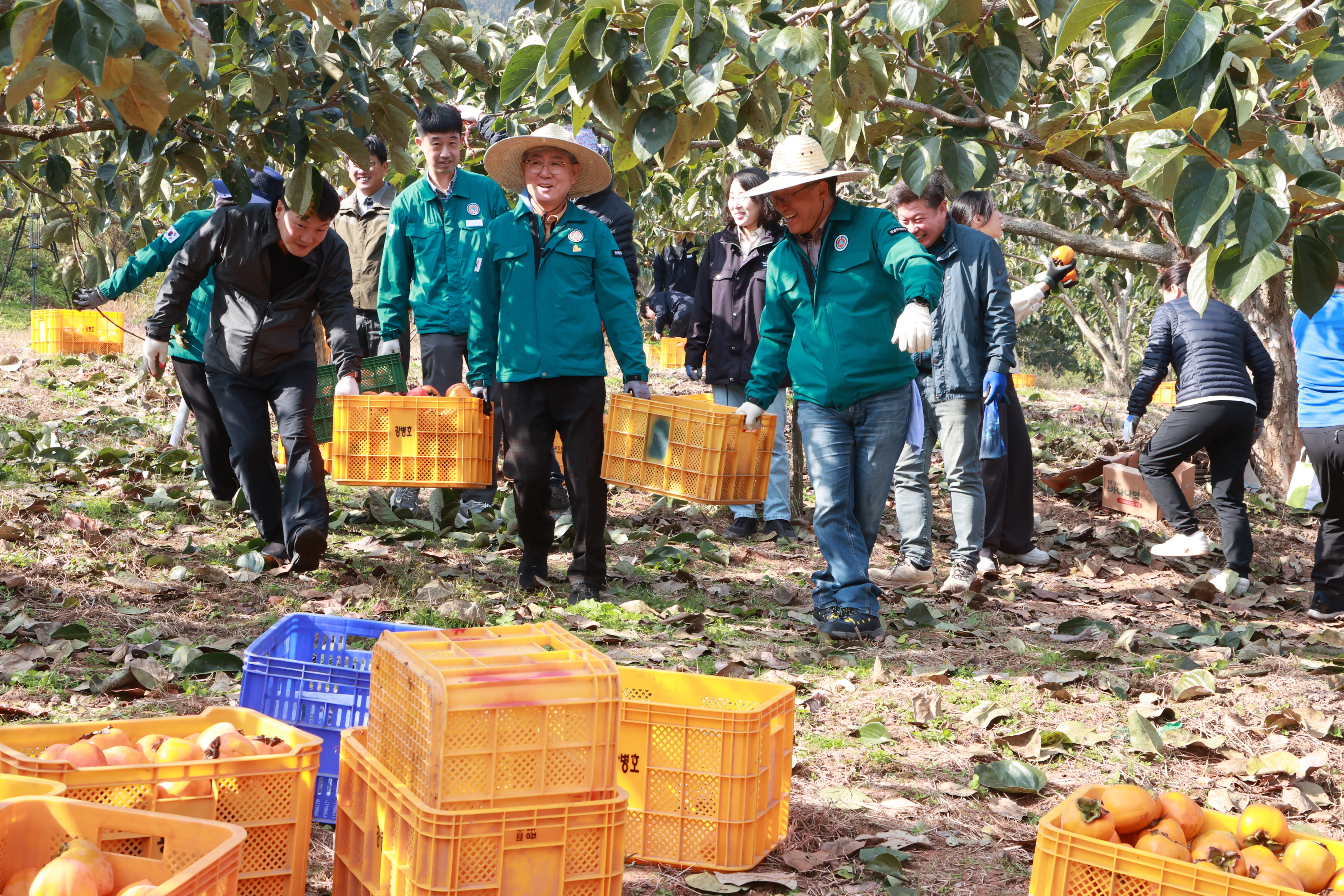 의령군 공무원 농촌 일손돕기 ‘구슬땀’
