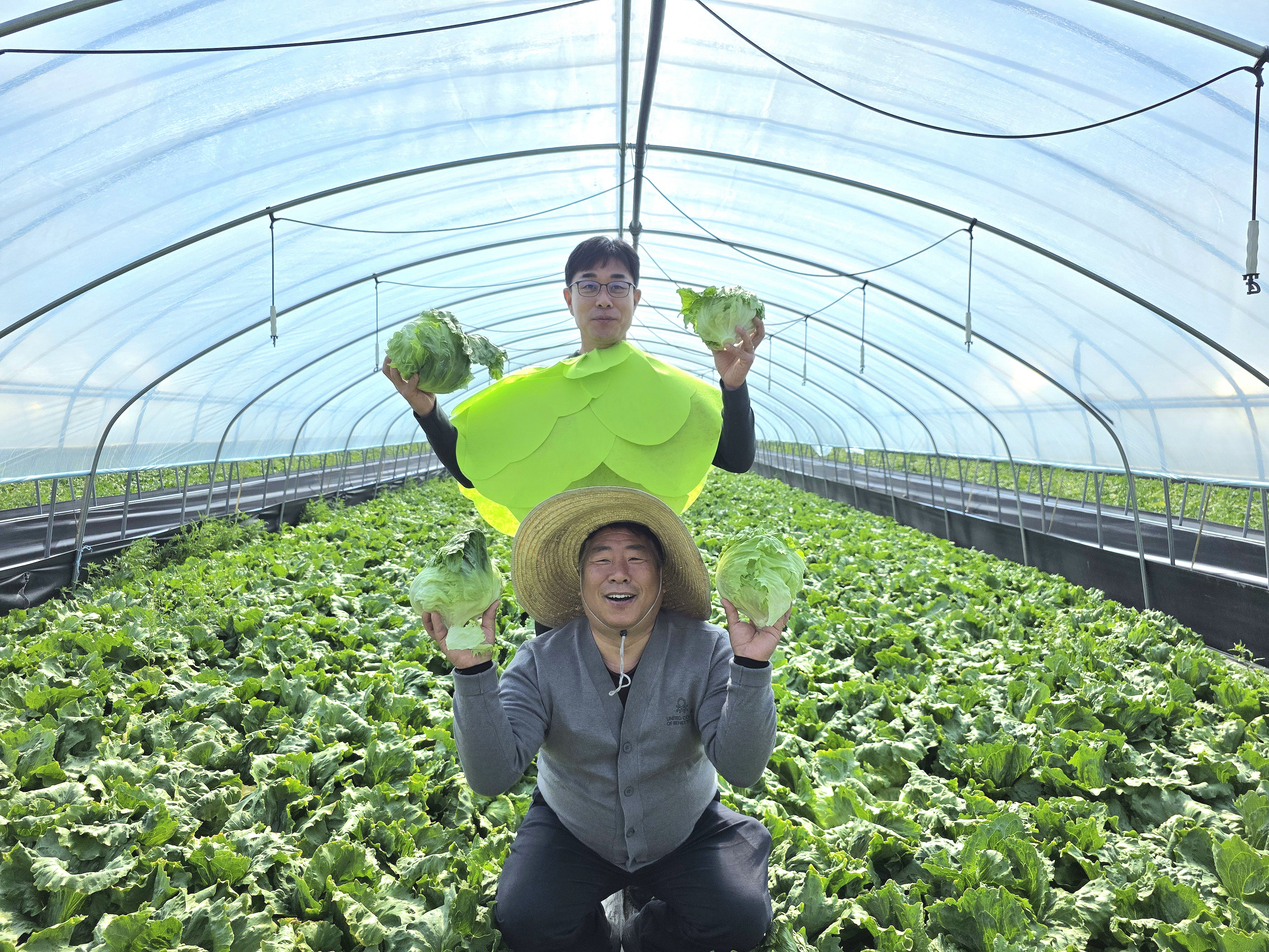 의령 옥동마을 ‘양상추 축제’…40년 전통 주산지서 열린다