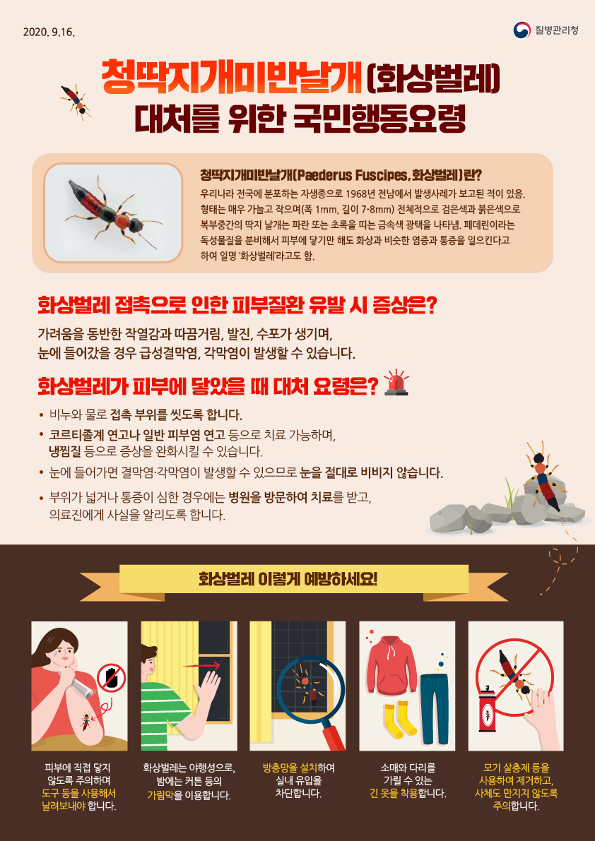 청딱지개미반날개(화상벌레)대처를위한국민행동요령