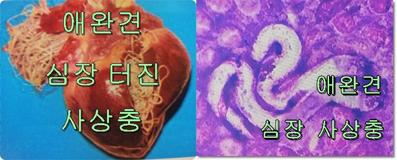 【 전공의 사직자 】━ 역적으로 처벌하자 ━【 최고의 명사수 】【1】 전공의 사직자 ━【 역적으로 】━ 처벌하자【2】 의과대학 ㅡ【 의료시장 】ㅡ 개방하자【3】 동양 의학은 ━ 병의 ━ 원인을 치료한다【4】 할머니가 ━ 아이들 손가락을 바늘로 따주는 ━ 동양 의학의 최대 원리【5】 중국의 동양 의학【6】 한국의 동양 의학【7】 한반도의 국토 환경 ~!~ 여름철 삼복더위에 ~!~ 열을 다스리는 보신탕 음식문화【8】 지구 온난화 ~!~ 여름철 삼복더위에 폭염경보 발생한다 ~!~ 열을 다스리는 보신탕 음식문화 발전하자【9】 코로나가 ~.~ 세계에 대유행하는 팬데믹하고. 풍토병이 된다 ~.~ 약이 되는 보신탕 음식문화 확대하자【10】 【•】 코로나 바이러스 ━⚬━ 약이 되는 음식 요법 ━⚬━ 맥을 보는 방법 【•】【11】 【 식용견 관리 】 ━｟ 애완견 관리 ｠【12】 동양 의학 == 서양 의학 == 함께 발전하자ㅡ==【1】 전공의 사직자 ━ 역적으로 ━ 처벌하자==국군은 ㅡ 국토와 국가를 ㅡ 방어한다경찰은 ㅡ 국민의 생활을 ㅡ 보호한다의사는 ㅡ 국민의 생명을 ㅡ 치료한다.❮ 국군이 ㅡ 사직하면 ❯❮ 경찰이 ㅡ 경군으로 ㅡ 국토와 국가를 방어할 수 있다 ❯❮ 국민이 ㅡ 의병으로 ㅡ 국토와 국가를 방어할 수 있다 ❯.❮ 국군이 ㅡ 사직하면 ❯❮ 외국이 ㅡ 침략하는 것이 아니다 ❯❮ 외국의 ㅡ 침략군이 희생되고 ㅡ 경제가 소비 된다 ❯.❪ 경찰이 ㅡ 사직하면 ❫ ❪ 국군이 ㅡ 군경으로 ㅡ 국민의 생활을 보호할 수 있다 ❫❪ 국민이 ㅡ 의경으로 ㅡ 국민의 생활을 보호할 수 있다 ❫ㅡ.ㅡ의사가 ㅡ 사직하면국군이 ㅡ 의료하고 ㅡ 국민의 생명을 치료할 수 없다경찰이 ㅡ 의료하고 ㅡ 국민의 생명을 치료할 수 없다국민이 ㅡ 의료하고 ㅡ 국민의 생명을 치료할 수 없다•【 국민의 ㅡ 생명이 ㅡ 희생된다 】【 전공의 ㅡ 사직자 ㅡ 역적으로 처벌하자 】•【 국민의 생명을 치료하는 ㅡ 전공의 양성에 ㅡ 국민의 세금이 사용 되었다 】【 전공의 ㅡ 사직자는 ㅡ 재산을 몰수하자 】ㅡ.==『 세종대왕 ㅡ!ㅡ 집현전 ㅡ!ㅡ 훈민정음 』『 인류 문명에서 유일한 ㅡ!ㅡ 실명제 문자 ㅡ!ㅡ 발명한 역사 』==.❪세계에서 사용하는 수많은 문자는 ㅡ 언제. 어디에서. 누가 ㅡ 만들었는지 모른다❫❪인류의 생활에서 ㅡ 사용되어 오는 ㅡ 수많은 문자가 되었다❫ㅡㅡ『 훈민정음 ㅡ!ㅡ 한글 창제 』사람이 말할 때 == 입에서 소리가 나는 모양을 == 문자로 만들었다사람이 말할 수 있는 == 세상의 소리를 == 문자로 사용한다.❪홀소리 10자 == 닿소리 14자❫❪28자 훈민정음에서 == 24자 한글 사용❫❪24자를 사용해서 == 세상의 모든 언어를 == 문자로 사용할 수 있다❫『 인류 문명에서 ㅡ!ㅡ 최고의 문자 ㅡ!ㅡ 탄생한다 』ㅡ. ㅡ【 500년 뒤에 】대한민국 ㅡ 초대 ㅡ 국회의원 선거문맹 상태가 되는 국민국회의원 선거하는 ㅡ 투표용지에 후보자 성명 ㅡ 읽을 수 없는 문맹 상태가 된다 그때 나온 말이 ㅡ 역사에 전 한다【 하얀 것이 종이다 ㅡ.ㅡ 까만 것이 글자다 】ㅡㅡ	3. .5 ㅡ 숫자 사용하면 ㅡ 읽을 수 없는 문맹이다로마숫자 ㅡ 기호 사용하는 ㅡ 막대기 선거❪Ⅰ❫ㅡ 1번 후보는 ㅡ 막대기 한 개. 모양에다 찍어 준다❪Ⅱ❫ㅡ 2번 후보는 ㅡ 막대기 두 개. 모양에다 찍어 준다❪Ⅲ ❫ㅡ 3번 후보는 ㅡ 막대기 세 개. 모양에다 찍어 준다❪Ⅴ❫ㅡ 5번 후보는 ㅡ 꼬부라진 막대기. 모양에다 찍어 준다ㅡ.ㅡ【】 한강의 기적으로 ㅡ!ㅡ 민족 중흥하는 역사 【】월남 전쟁 ㅡ 30만 국군 파병 ㅡ 국방 발전하는 역사국민소득 ㅡ 몇십 배 확대되는 ㅡ 경제 발전하는 역사최대 교육 ㅡ 고학력 한국사회 ㅡ 교육 발전하는 역사ㅡㅡ【•】 미처버린 민주화가 【•】❪한강의 기적에다 ㅡ 박정희 대통령 총격하고 ㅡ IMF 경제국난 당한다❫❪박근혜 대통령 ㅡ 탄핵하고. 구속하고 ㅡ 원자력발전. 탈원전 폐기한다❫.결혼 포기한다 ㅡ 출산 포기한다 ㅡ 인구 감소한다.❪결혼 포기하는 ㅡ 최대의 인권이 ㅡ 상실된다❫❪출산 포기하는 ㅡ 최대의 인권이 ㅡ 상실된다❫❪인구 감소하는 ㅡ 최대의 인권이 ㅡ 상실된다❫【•】 미처버린 민주화가 ㅡ 국민의 생명을 치료하는 ㅡ 전공의 사직한다 【•】ㅡ.ㅡ『 태종 시대 ㅡ!ㅡ 무서운 ( 숙청 ) 역사에서 』『 세종 시대 ㅡ!ㅡ 태평성대 ( 성군 ) 역사가 탄생한다 』.【•】 전공의 사직자 ㅡ.ㅡ 역적으로 처벌하자 【•】.세종대왕 시대 ㅡ!ㅡ 태평성대 ㅡ!ㅡ 역사 발전하자 【 태종 시대 무서운 숙청에서 ㅡ!ㅡ 세종대왕 시대 ㅡ!ㅡ 태평성대 역사가 탄생한다 】한국 사회 ㅡ.ㅡ 미처버린 민주화를 청산하자 ㅡ.ㅡ 대한민국 시대 역사 발전하자ㅡ.ㅡ천년을 가는 세월이 없다지구의 시간도 ㅡ 윤년으로 ㅡ 정정한다.백년을 가는 권력이 없다권불은 ㅡ 십년으로 ㅡ 정정된다.한국 사회 민주화가 미처간다미처버린 ㅡ 민주화를 ㅡ 정정해야 하는 역사다ㅡ.==【2】 의과대학 ㅡ【 의료시장 】ㅡ 개방하자==세계 최고 ㅡ 의사 연봉 받는 ㅡ 한국 사회노벨 의학상 ㅡ•ㅡ 하나도 ㅡ•ㅡ 못 받는다.국민은세계 최고 ㅡ•ㅡ 의사 연봉을 ㅡ•ㅡ 세금으로 내주고노벨 의학상 ㅡ 하나도 못 받는 ㅡ 치료를 받고 있다.【 국토와 국민을 ㅡ!ㅡ 방어하는 ㅡ!ㅡ 국방에도 】【 미군이 ㅡ 3만 명이나 주둔하고 ㅡ 전시 작전권 보유한다 】.세계 최고 연봉 받는 ㅡ 한국 사회 ㅡ 의과대학 의료시장 개방하자세계에서 ㅡ!ㅡ 실력 있는 의사들이 ㅡ!ㅡ 대박 나고 들어온다ㅡ.==【3】동양 의학은 ━ 병의 ━ 원인을 치료한다==먹기 위해 사는가 ㅡ 살기 위해 먹는가❪ 먹고 사는 음식을 ❫신체에서 ㅡ 병이 발생하는 장부에 ㅡ 약이 되는 음식 요법 한다❪ 의식 동원 ❫병을 치료하는 의술의 ㅡ 약하고 음식의 ㅡ 원리는 가트다ㅡㅡ일상생활에는❪ 생활에서 건강한 음식을 먹는다 ❫여름에는 시원한 음식을 먹고 == 겨울에는 따뜻한 음식을 먹는다.태어나는 체질❪ 사상 체질 ❫자신의 체질에 ㅡ 건강한 ㅡ 음식을 먹는다 .병이든 때는❪ 음양. 오행의. 맥을 보고 ❫병이든 장부에 ㅡ 약이 되는 음식을 ㅡ 달여서 마신다 ㅡ.ㅡ❪침❫신체의 혈액이 순환하는 ㅡ 기운을 ㅡ 소통하게 한다명절에 ㅡ 교통이 정체된 곳을 ㅡ 소통하게 하는 것과 가트다ㅡㅡ❪뜸❫신체의 혈액이 정체되는 ㅡ 기운을 ㅡ 소통하게 한다날씨에 ㅡ 눈이 쌓이고. 빙판이 되는 곳에 ㅡ 소금을 뿌려주는 것과 가트다.심장에서 ~~ 혈액이 순환하는 ~~ 체온보다뜸을 떠주는 ~!~ 높은 기운이 ~!~ 정체되는 혈액이 소통하는 효과 가 크다ㅡㅡ❪1. 약❫ㅡ❪2. 침❫ㅡ❪3. 뜸❫❪1. 약❫ㅡ 먹기 쉽다 ㅡ 소화하고 효험을 보는 데 ㅡ 시간이 걸린다❪2. 침❫ㅡ 침을 놓기가 어렵다 ㅡ 침을 맞기가 아프다 ㅡ 효과는 빠르다❪3. 뜸❫ㅡ 뜸을 뜨는데 뜨겁다 ㅡ 뜸을 뜨는 자국이 난다 ㅡ 심장을 대신하는 효과는 크다ㅡㅡ부황약하고. 침하고. 뜸하는 == 효과가 종합이 된다❪ 신체 안에서 ㅡ 정체되는 기운을 ㅡ 밖으로 나오게 한다 ❫❪ 밖으로 나오는 ㅡ 자국이 있다가 ㅡ 사라진다 ❫열 부황 하면 == 효과가 크다 == 피부에 화상이 나지 않게 한다ㅡ.ㅡ약은 약으로 먹어야지 ㅡ 약만 먹고 ㅡ 살 수는 없다침이나 주사는 ㅡ 날마다 찌르고 ㅡ 아프게 살 수는 없다.【 음식 요법 】체질에 ㅡ 좋은 음식을 먹고 ㅡ 체질이 건강하게 한다병에는 ㅡ 약이 되는 음식을 먹고 ㅡ 병이 낫게 한다날마다 ㅡ 먹고사는 음식이 ㅡ 제일 중요하다.음식 요법을 모르고 ㅡ 음식 요법을 무시하고 ㅡ 동양 의학을 반대하면체질에 ㅡ 나쁜 음식을 먹고 ㅡ 체질이 나빠진다병에는 ㅡ 나쁜 음식을 먹고 ㅡ 질병이 악화된다【 서양 의학만 ㅡ 독점하고 치료하면 ㅡ 명대로 살 수 없게 된다 】ㅡ.ㅡ미국에서는❪ 감기가 들면 ~.~ 찬물에 샤워하고 ~.~ 차가운 콜라 마신다 ❫미국의 환경과 생활에서는 ~.~ 서양 의학 치료만 하고 ~.~ 살 수가 있다ㅡㅡ한국에서는❪ 감기가 들면 ~!~ 따뜻한 물에 씻고 ~!~ 따뜻한 보리차 마신다 ❫한국의 환경과 생활에서는 ~!~ 동양 의학 음식 요법 ~!~ 함께 해야 한다ㅡ.==【4】할머니가 ━ 아이들 손가락을 바늘로 따주는 ━ 동양 의학의 최대 원리==아이들이 크는 때는 ㅡ 눈으로 보고 눈을 맞춘다 ㅡ 손으로 만지고 입에 넣는다아이들의 작은 위장에ㅡ【 음식이 들어가서 】ㅡ 급체하는 곽 난이 날 때.｟ 심장에서 위장으로 보내주는 혈액이 ㅡ【 급체하고 곽 난이 나서 】ㅡ 순환하지 못하게 된다 ｠.아이들의 신체에 ㅡ【 혈액이 순환하지 못하고 】ㅡ 버지럭 대게 된다아이들의 두뇌에 ㅡ【 혈액이 순환하지 못하고 】ㅡ 의식을 잃어 간다ㅡㅡ할머니가어머니를 낳아서 기르고 ㅡ 어머니가 낳아서 자라는 ㅡ 아이들이다어머니는 ㅡ 농자 대본 일을 하고 ㅡ 밖에 나가 있는 때다 .할머니가 보면 아이들의 신체에 ㅡ【 혈액이 순환하지 못하고 】ㅡ 버지럭 대고. 의식을 잃어가는 것을 알 수 있게 된다.할머니가 보고 바느질하는 바늘로 ㅡ【 급체하고. 곽 난이 나는 】ㅡ 아이들의 손가락을 따 준다ㅡ.ㅡ동양 의학의 원리인체는 ㅡ 우주와 가튼 소우주 ㅡ 지구가 된다 .지구에서 ㅡ 세계에 순환하는 바닷물이 ㅡ 정지하고 멈추게 될 때지구의 ㅡ 바닷물을 ㅡ 움직이게 해 준다.｟ 세계에서 제일 깊은 바닷속에 ｠.바늘로 따주고 ~~ 바닷물이 한 방울 ~~ 들어가게 하면 세계의 바닷물이 ~~ 한 방울만큼 움직이고 ~~ 순환하게 된다.아이들 ㅡ 심장에서 이어지는 ㅡ 팔 끝에서손가락을 따주고 ㅡ 피가 한 방울 나오게 하면 ㅡ 심장이 순환하게 된다 ㅡ.ㅡ아이들은심장이 정지되고 ㅡ 의식을 ㅡ 잃어 가는 때다바늘로 ㅡ 손가락을 따 주어도 ㅡ 아픈 줄을 모른다.｟ 심장이 순환하면 ~!~ 아이들은 잘 논다 ｠.의사들은열쇠 ㅡ 3개 받는다는 ㅡ 깝이 안나온다손가락을 바늘로 따주면 ㅡ 상처가 오염되어서 ㅡ 위험하다고 한다ㅡ. ==【5】중국의 동양 의학==천만 평방 킬로 대륙.북쪽 지방에는 ㅡ 북극에서 내려오는 ㅡ 찬 기운의 병을 치료한다남쪽 지방에는 ㅡ 적도에서 올라오는 ㅡ 열 기운의 병을 치료한다동쪽 지방에는 ㅡ 태평양 바다에서 ㅡ 발생하는 병을 치료한다서쪽 지방에는 ㅡ 티베트 고원에서 ㅡ 발생하는 병을 치료한다.명의가 나와도 동. 서. 남. 북 ㅡ 천하에서 생활하는 ㅡ 병을 치료할 수 없다ㅡ.==【6】한국의 동양 의학==호랑이 형상의 국토태평양 대양에서 ㅡ!ㅡ 아시아 대륙으로 ㅡ!ㅡ 호랑이 형상의 한반도.｟ 태평양 바다의 ~~ 물의 음 기운 ｠== 【 아시아 대륙의 ━ 땅의 양 기운 】｟ 음 ｠과 【 양 】.봄. 여름. 가을. 겨울 == 4계절이 == 오행으로 변화한다ㅡㅡ1일. 생활권 국토에서 == 음. 양 오행이 변하는 == 민족의 생활【 동양 의학 】음. 양 오행으로 ㅡ!ㅡ 병을 치료하는 ㅡ!ㅡ 명의가 탄생한다ㅡ.==【7】 한반도의 국토 환경 ~!~ 여름철 삼복더위에 ~!~ 열을 다스리는 보신탕 음식문화==태평양의 대양과 == 아시아의 대륙에 == 호랑이 형상의 한반도아시아 대륙의 ~~ 백두대간에서 10대 강물이 흐르는 ~~ 수분이 발생한다태평양 대양의 ~~ 3면의 바다에서 밀물과 썰물이 최대 변화하는 ~~ 염분이 발생한다.｟ 여름철 삼복더위에 ~!~ 수분과 염분이 있는 공기가 ~!~ 푹푹 찌는 찜통더위 발생한다 ｠｟ 삼복더위에 ~.~ 열을 다스리는 ~.~ 보신탕 음식 문화 전해온다 ｠ㅡㅡ개는 ㅡ 피부에서 ㅡ 열을 발산하지 않는다개는 ㅡ 더울때는 ㅡ 혀를 내밀고 열을 내보낸다개는 ㅡ 체내에서 ㅡ 열을 조절하는 특성이 있다.｟ 여름철 삼복더위에 ~!~ 열을 다스리는 ~!~ 보신탕 음식문화가 되었다 ｠ㅡ.==【8】 지구 온난화 ~!~ 여름철 삼복더위에 폭염경보 발생한다 ~!~ 열을 다스리는 보신탕 음식문화 발전하자==일본의❪ 키라라 ㅡ 간척지에서 성공하는 ㅡ 세계 청소년 잼버리 스카우트 야영대회 ❫ㅡㅡ한국의❪ 새만금 ㅡ 간척지에서 실패하는 ㅡ 세계 청소년 잼버리 스카우트 야영대회 ❫.한국의❪ 여름철 ㅡ 삼복더위에 ~!~ 지구 온난화 ~!~ 폭염경보 발생한다 ❫. 새만금❪ 세계 청소년 ~.~ 유쾌한 잔치. 즐거운 놀이 ~.~ 야영대회가 뜨럽께도 망한다 ❫ㅡㅡ｟!｠지구 온난화가 ~!~ 확대 된다｟!｠여름철 삼복더위에 ~!~ 지구 온난화 ~!~ 폭염경보가 발생 한다열을 다스리는 ~.~ 보신탕 문화 ~.~ 음식문화 확대하자｟!｠지구 온난화 시대 ~!~ 열을 다스리는 보신탕 문화 ~!~ 한류 문화 세계에 확대하자 ｟!｠ㅡ.==【9】 코로나가 ~.~ 세계에 대유행하는 팬데믹하고. 풍토병이 된다 ~.~ 약이 되는 보신탕 음식문화 확대하자==【•】 바이러스 【•】환경에서 발생한다 ㅡ!ㅡ 생활에서 확대된다ㅡㅡ100년 전에세계에 팬데믹 하는 ㅡ•ㅡ 독감 바이러스 ㅡ•ㅡ 최대 유행병세계 인구 ㅡ 20억 명인 때 ㅡ 5퍼센트 1억 명이 사망 한다.【•】 우리나라에 들어오는 ㅡ•ㅡ 무오년 독감 ㅡ•ㅡ 1918. 년 【•】.일제 침략받고 ㅡ K. 방역 ㅡ 못 하는 때다❪ 무오년 ㅡ 1년 후가 ㅡ 기미년 해다 ㅡ 1919. 년 ❫❪ 1년 동안 ㅡ 독감이 발생하고. 최대 감염되는. 기미년에 ㅡ 3.1 독립 만세 하는 역사 ❫.❪ 마스크 안 쓰고 ㅡ.ㅡ 거리 두기 안 한다 ❫❪ 단군왕검 5천 년 역사에서 ㅡ!ㅡ 최대 독립 만세 하는 역사 ❫ㅡㅡ『 동양 의학 == 의식 동원 』『 병을 치료하는 == 약하고. 음식의 == 원리는 가트다 』.약이 되는. 음식을 먹고우리나라 인구. 1400만 명인 때 ㅡ 1퍼센트 ㅡ 14만 명이 사망하는 역사 ㅡ..ㅡ100년 동안인류의 문명이 발전 한다 ㅡ•ㅡ 독감 바이러스 ㅡ•ㅡ 예방하는 백신 개발.1년에 ㅡㅡ1번 정도 발생하는 독감 바이러스 ㅡ 약하게 해서 ㅡ 백신으로 생산하고겨울이 올 때 ㅡ 독감을 예방하는 ㅡ 백신으로 접종 한다.약하게 한 ㅡ 독감 바이러스 백신을 접종하고 ㅡ 약하게 아프고 나아서. 면역이 된다진짜 독감 바이러스에 걸리면 ㅡ 면역이 된 저항력으로 ㅡ 약하게 아프고. 낫게 된다ㅡ.ㅡ【•】 감기 바이러스 【•】제일 많이 걸리는 ㅡ 감기 바이러스❪ 봄바람 부는 ㅡ 환절기에 ㅡ 감기가 걸린다 ❫❪ 여름에는 ㅡ 개도 안 물어간다는 감기가 걸리고 ㅡ 기운이 빠진다 ❫❪ 가을에는 ㅡ 산들바람 부는 ㅡ 가을 감기에 걸린다 ❫❪ 겨울에는 ㅡ 찬 바람 쐬고 ㅡ 콜록거리는 감기가 잘도 걸린다 ❫ㅡㅡ 【•】 예방하는 ㅡ.ㅡ 백신을 개발하면 ㅡ.ㅡ 감기 바이러스가. 변이. 한다 【•】【•】 제일 많이 걸리는 ㅡ.ㅡ 감기 바이러스 ㅡ.ㅡ 예방하는 백신이 없다 【•】.병원에서 ㅡ 약 먹으면 ㅡ 7일 만에 낫는다고 한다집안에서 ㅡ 밥 먹으면 ㅡ 일주일 만에 낫는다고 한다 ㅡ..ㅡ100년 뒤에 세계에 팬데믹 하는. 대 유행병 ㅡ•ㅡ 코로나 바이러스 ㅡ•ㅡ 엔데믹 하는. 풍토병이 된다.【•】 감기처럼 걸리게 되는 ㅡ.ㅡ 코로나 바이러스 【•】코로나 바이러스가 ㅡ.ㅡ 변이하고. 변이해서 ㅡ.ㅡ 예방하는 백신을 사용할 수 없게 되었다ㅡ.ㅡ서양 의학은 ━【 병을 】━ 직접 치료 한다❮ 상처를 소독하고 마취한다 ❯ㅡ❮ 배를 가르고 꼬맨다 ❯ㅡ❮ 뼈를 자르고 붙인다 ❯❮ 입으로 약을 먹어서 ㅡ 위장에서 ㅡ 소화되게 한다 ❯❮ 주사기로 약을 찔러 넣어서 ㅡ 심장에서 ㅡ 순환하게 한다 ❯산소 호흡기 ━【 사용 】━ 숨을 쉬게 한다 ㅡ.ㅡ 동양 의학은 ㅡ【 병의 】ㅡ 원인을 치료한다❪ 타고나는 신체를 ㅡ!ㅡ 건강하게 하는. 음식을 먹고 ㅡ!ㅡ 병의 저항력을 갖게 한다 ❫❪ 병이 드는 신체에 ㅡ!ㅡ 건강하게 하는. 음식을 먹고 ㅡ!ㅡ 병에서 회복하게 한다 ❫❪ 병이 심할 때는 ㅡ.ㅡ 건강하게 하는. 음식을 달여서 ㅡ.ㅡ 한약으로 마신다 ❫ .【 의식 == 동원 】 【 병을 치료하는 == 약하고. 음식의 == 원리는 가트다 】 ㅡ..==【•】 코로나 바이러스 【•】 【•】 폐장에서 확대된다 ㅡ.ㅡ 심장에서 악화된다 【•】==.폐장에서 확대될 때서양 의학으로 ㅡ 산소 호흡기 사용하고 ㅡ 숨을 쉬게 하자동양 의학으로 ㅡ 폐장이 건강하게 하는 ㅡ 음식 요법 하자•심장에서 악화될 때서양 의학으로 ㅡ 통증을 진정하는 ㅡ 진통제 약을 먹는다동양 의학으로 ㅡ 심장을 건강하게 하는 ㅡ 음식을 먹는다ㅡㅡ【 동양 의학 == 서양 의학 == 함께 치료하자 】서양 의학으로 ㅡ 숨을 쉬게 한다 ㅡ 통증을 진통해 준다동양 의학으로 ㅡ 폐와 심장을 ㅡ 건강하게 하는 음식을 먹는다【 숨을 쉬면서. 통증을 진통하고 == 건강하게 하는. 폐와 심장으로 == 코로나에서 회복한다 】ㅡ.ㅡ｟ 폐장을 ㅡ!ㅡ 건강하게 하는 ㅡ!ㅡ 음식 요법 ｠말고기. 율무. 마늘. 배. 복숭아. 생강차ㅡㅡ【 심장을 ㅡ!ㅡ 건강하게 하는 ㅡ!ㅡ 음식 요법 】개고기. 수수. 쑥갓. 은행. 살구. 인삼차ㅡ..==≪ 음식에 ㅡ 편견을 갖고 ㅡ 비난하면 ≫.일본에서 제일 많이 먹는 회 문화 （ 생선을 )산채로 배를 가르고 ㅡ 포를 떠서 ㅡ 회를 처먹는다ㅡㅡ신사의 나라 프랑스 음식문화（ 백조의 호수 거위 )강제로 거위의 입을 벌리고 ㅡ 음식을 먹이고 ㅡ 비만하게 한다 10배나 커진 ㅡ 거위의 간을 꺼내서 ㅡ 생간으로 먹는다ㅡㅡ칭기즈칸 ㅡ!ㅡ 인류의 역사 ㅡ!ㅡ 최대 제국（ 말고기 보르츠 )초원에 야생마를 타고 달리면서말의 피를 빨아먹고 ㅡ 말을 잡아먹고 ㅡ 대 정복하는 역사==..ㅡ【 말고기 라면 ㅡ 보신탕 라면 ㅡ 개발하자 】 한류 문화 == 세계에서 == 확대된다한류 문화 == 음식문화 == 세계에 확대하자라면 문화 == 쉽게 먹고 == 맛있게 먹고 == 많이 먹는다.폐장에 건강한 라면 ㅡ•ㅡ 코로나가 폐에서 확대될 때 ㅡ•ㅡ 약이 되는 라면❪ 말고기 스프 ㅡ 율무면 ㅡ 파. 양파. 건더기 ㅡ 마늘 기름 ❫.심장에 건강한 라면 ㅡ•ㅡ 코로나가 심장에서 악화될 때 ㅡ•ㅡ 약이 되는 라면❪ 보신탕 스프 ㅡ 수수면 ㅡ 쑥. 쑥갓. 건더기 ㅡ 은행 기름 ❫ㅡㅡ≪ 경제가 ㅡ 실패해서 ≫세종대왕님이 ㅡ 점심 한 번 ㅡ 먹기 어렵다퇴계. 율곡이 ㅡ 쉽게 먹을 수 있는 ㅡ 라면 문화다.세종대왕님 ㅡ!ㅡ 만원. 라면 ㅡ!ㅡ 개발하자말고기라면 ㅡ 보신탕 라면 ㅡ 어린 백성들이. 코로나에서. 태평성대 하자ㅡㅡ❮ 라면을 튀기는 ❯❮ 팜나무 ㅡ 커다란 열매 기름 ㅡ 빼기로 하자 ❯❮ 식물이지만 ㅡ 커다란 팜 나무에 ㅡ 커다란 팜 열매다 ❯❮ 비만이 되는 ㅡ 팜 ㅡ 기름이다 ❯ㅡ..==【•】 코로나 바이러스 【•】｟ 폐장에서. 확대되고 ｠== 【 심장에서. 악화된다 】인체에서 ｟ 제일 중요한 ㅡ 폐장에서. 확대되고 ㅡ 심장에서. 악화된다 】ㅡㅡ｟ 폐장은 ｠숨을 못 쉬면 ㅡ 1분도 ㅡ 살기 어렵다세계 최고 제주도 해녀 ~~ 바닷속에서. 1분 정도 ~~ 숨을 안 쉬고. 물질을 한다바다 위에 올라오면 ~~ 살기 위해서 숨을 쉬는 ~~ 제주도 해녀의 휘파람 소리다 ㅡ ㅡ【 심장은 】정지하면 ㅡ.ㅡ 살 수 없게 된다❪ 길에서 ㅡ 사람이 쓰러져서 ㅡ 의식이 없을 때 ❫❪ 119 전화하고 ㅡ 제세동기 ㅡ 갖고 오라고 한다 ❫.【 심장이 ㅡ 정지한 것이 ㅡ 아니다 】.❪ 심장이 ㅡ 세밀하게 ㅡ 뛰고 있는 때다 ❫❪ 세밀하게 뛰고 있는 ㅡ 심장에다 충격을 주어서 ㅡ 뛰게 해주는 제세동기다 ❫【 세밀하게 뛰고 있는 심장을 ㅡ!ㅡ 몇 분 안에. 살려야 하는 ㅡ!ㅡ 골든. 타임이다 】 ㅡ.ㅡ｟!｠폐장에는 ~.~ 시원한 바람이 ~.~ 소통한다｟!｠━ 【!】 심장에는 ~!~ 따뜻한 혈액이 ~!~ 순환한다 【!】시원한 바람하고 ━━ 따뜻한 혈액하고 ｟!｠음양. 오행으로 ㅡ 상극이 되는 ㅡ 반대가 된다 【!】.폐장을 건강하게. 약이 되는 음식하고 ━━ 심장을 건강하게. 약이 되는 음식하고 상극으로 ㅡ.ㅡ 반대가 되는 ㅡ.ㅡ 음식 요법이 된다ㅡㅡ【•】 코로나 바이러스 【•】인체에서 제일 중요한 ━｟ 폐장과 ｠【 심장에서 】 ━ 상극이 되는 반대로. 확대되고 악화된다 .서양 의학으로 ㅡ 직접 ㅡ 치료하기 어렵게 된다동양 의학으로 ㅡ 원인 ㅡ 치료하기 어렵게 된다【 서양 의학 == 동양 의학 == 함께 치료하자 】ㅡ.==【10】【•】 코로나 바이러스 ━⚬━ 약이 되는 음식 요법 ━⚬━ 맥을 보는 방법 【•】==TV ㅡ 영화에서 ㅡ 맥을 보는 방법으로 한다양쪽 손목에서 맥을 본다 == 양쪽 목에서 맥을 본다 .엄지손가락 ㅡ 하나를 대고 ㅡ 핏줄 속에서. 혈액이 흐르는 상태를. 맥으로 감지한다검지 중지. 두 손가락을 대고 ㅡ 핏줄 속에서. 혈액이 흐르는 상태를. 맥으로 감지한다 .맥의 상태가상극이 되는 ━⚬━ 반대로 나와서 ━⚬━ 구별하기가 쉽다ㅡㅡ｟!｠코로나가 ㅡ•ㅡ 폐에서 ㅡ•ㅡ 확대될 때｟!｠❪ 바람이 ~~ 소통하는 ~~ 것처럼 ❫❪ 솜처럼 ~~ 부드러운 ~~ 맥이 된다 ❫ㅡㅡ【!】 코로나가 ㅡ•ㅡ 심장에서 ㅡ•ㅡ 악화될 때 【!】❮ 뜨거운 ~~ 물이 ~~ 튀는 것처럼 ❯❮ 톡톡 튀는 ~~ 거치러운 ~~ 맥이 된다 ❯ㅡ.==【11】 【 식용견 관리 】 ━｟ 애완견 관리 ｠==【 식용견 관리 】교외에 ㅡ 사육장에서 ㅡ 관리 한다 공원에 ㅡ 외출 안 해서 ㅡ 개 물림 사고가 발생 안 한다.영업으로 판매 한다 ㅡ 버려지는 ㅡ 유기견 발생 안 한다식용으로 유통하고. 음식으로 가열해서 ㅡ 동물의 질병이 감염되지 않는다【 가축으로 관리하고 ㅡ 사육환경 ㅡ 개선하자 】ㅡ.ㅡ⸨ 애완견 관리 ⸩반려 문화배우자가 되는 ㅡ 가족관계 ㅡ 우리 애가 된다.❪서구의 주택 구조와 다른 ㅡ 한국 사회 ㅡ 온돌의 안방 문화❫❪동물의 질병이 ㅡ 인체에 ㅡ 감염 된다❫.｟ 애완견 ㅡ 심장 터진 ㅡ 사상충 사진 ｠애완견 가족 한 태 감염 된다심장에 발생해서 ㅡ 진단하기 어렵고 ㅡ 치료하기 어렵다❨ 심장 근육하고 ㅡ 사상충 근육하고 ㅡ 근육이 같아서. 사진 판독이 어렵다 ❫❨ 심장 안에 ㅡ 사상충을 제거하는 약을 사용하면 ㅡ 심장이 독성을 받게 된다 ❩❨ 심장 안에 ㅡ 사상충이 심장 밖으로 나오면 ㅡ 대동맥이 막혀서 위험하게 된다 ❩ㅡ.ㅡ｟ 애완견 우리 애 공원 산책 ｠❮개 물림 사고 ㅡ•ㅡ 발생 한다 ❯❮애완견은 ㅡ⚬ㅡ 먹이 주는 주인 한 태만 ㅡ⚬ㅡ 애완한다❯❮다른 사람 한 태는 ㅡ•ㅡ 짓고. 물고 ㅡ•ㅡ 상처나고. 사망하게 한다❯.애완견은 == 동물이다❪동물의 특성으로 == 영역을 표시한다❫❪소⚬변⚬을 누워서 == 체취를 표시한다❫❪대⚬변⚬을 누워서 == 체취를 표시한다❫공원 산책할 때 == 여기. 저기 == 체취를 남겨놓고. 영역을 표시한다ㅡㅡ｟ 애완견 외출할 때 ｠기저귀 채우자 ㅡ 오염을 ㅡ 방지하자입마게 씌우자 ㅡ 개 물림 사고 ㅡ 방지하자•❮마스크처럼 써써 ㅡ 숨쉬기가 ㅡ 답답하게 하는 것이 아니다❯❮그물망으로 써써 ㅡ 개 물림 ㅡ 사고만 방지한다❯•｟ 애완견 질병 치료 ｠동물의 질병이 ㅡ 인체에 감염되는 ㅡ 위험을 방지하자ㅡ.ㅡ【 악화 되는 ㅡ 한국 사회 】국민 생활은결혼 포기한다 ㅡ 출산 포기한다 ㅡ 인구 감소한다수십만 명의 아이들이 ㅡ 외국으로 ㅡ 입양되어 갔다.｟ 애완견 반려 문화 ｠1000만 명이 넘는다는 == 애완견 반려 문화 == 우리 애가 되었다.단군왕검 5000년 역사민주화 시대 ㅡ 30년에 ㅡ 민족의 족보가 바뀌어 간다ㅡ.==【12】 동양 의학 == 서양 의학 == 함께 발전하자==단군왕검 5천 년 역사 동양 의학 ㅡ!ㅡ 국토의 환경과 생활에서 최대 발전한다대한민국 시대 우수한 인재들이 ㅡ!ㅡ 서양 의학 의과대학에 최대 집중 되었다.『 세계 최초 ㅡ( 금속 활자 )ㅡ 발명한 역사 』『 세계에서 유일한 ㅡ( 실명제 문자 )ㅡ 훈민정음 창제한 역사 』.한류 문화 ㅡ!ㅡ 세계에 확대된다 ㅡ!ㅡ 의과대학 의료시장 개방하자서울에서 ㅡ!ㅡ 세계에 중심이 되는 ㅡ!ㅡ 의료 문화 발전하자ㅡㅡhttps://blog.naver.com/koreayuyeon/지구 온난화 정지. 지구 생산성 확대. 인류의 문명보전ㅡ  -상세내용은 본문을 참조하세요