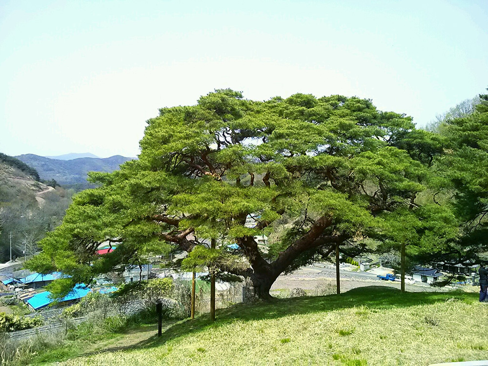 의령 성황리 소나무