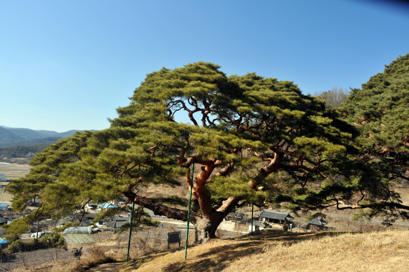 의령 성황리 소나무