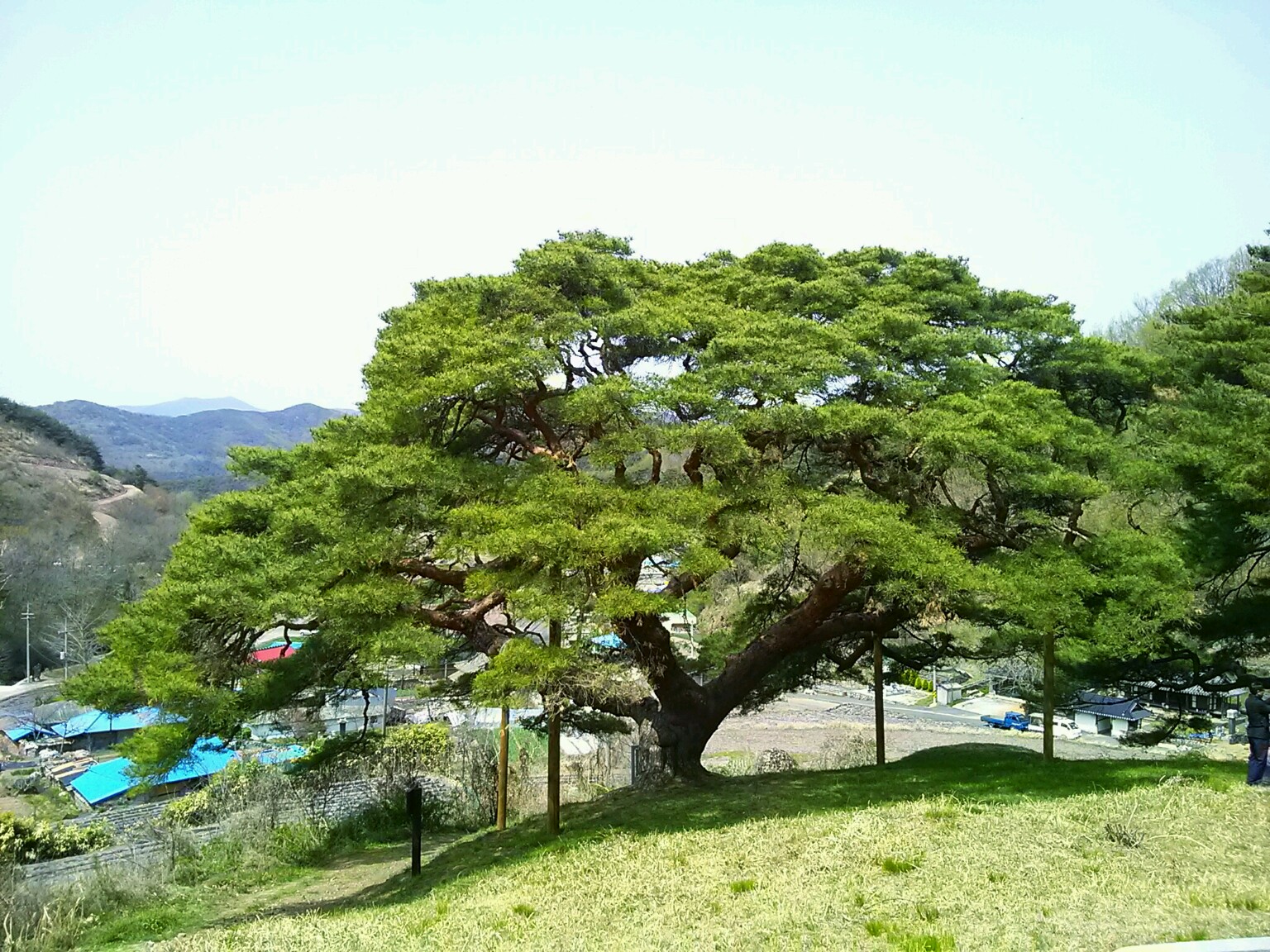성황리 소나무