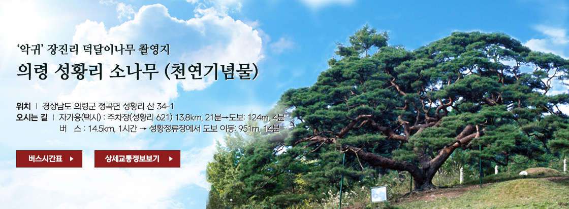 '악귀' 장전리 덕달이나무 촬영지
의령 성황리 소나무 천연기념물
위치 : 경상남도 의령군 정곡면 성황리 산 34-1
오시는 길 : 자가용(택시) : 주차장(성황리 621) 13.8Km, 21분 도보:124m, 4분
버스: 14.5km, 1시간 성황정류장에서 도보 이동:951m. 14분